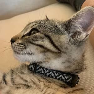 Meet your Posher, Daopeng